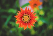 Orange Flower - Sacral Chakra