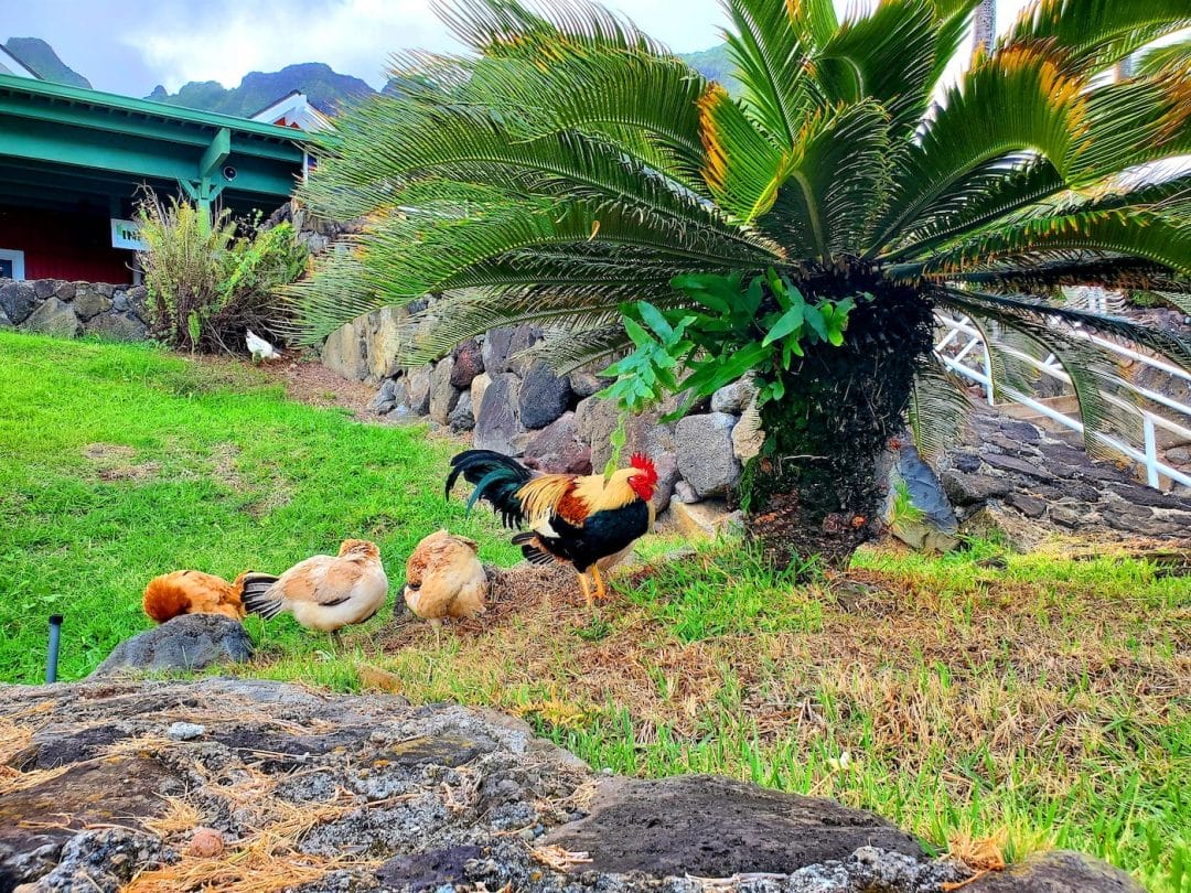 yellow black and green rooster with 3 orange and brown hens in a green yard in front of a stone stairway to a green building in Hawaii