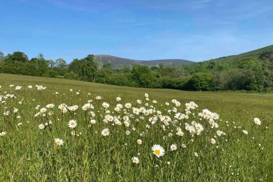 Ireland photo, fields of grass